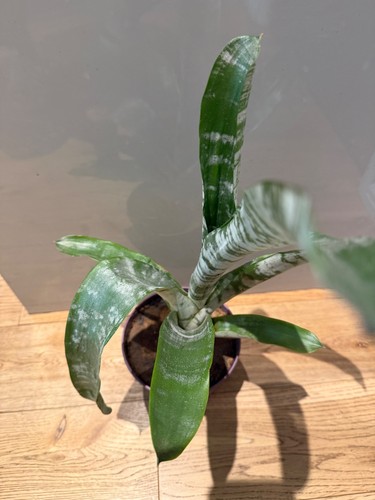 25cm baby aechmea - 25cm,
