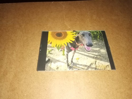 Greyhound picture clip - picture,