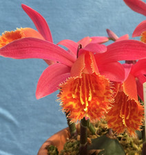 Pleione (Himalayan/Windowsill