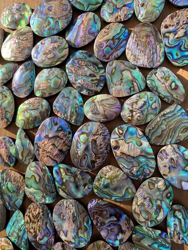 Abalone shell cabochon to - abalone,