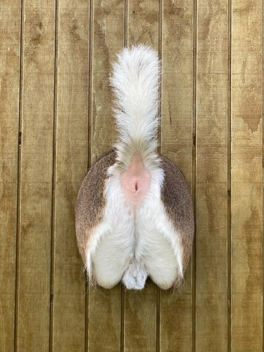 Taxidermy deer butt - taxidermy,