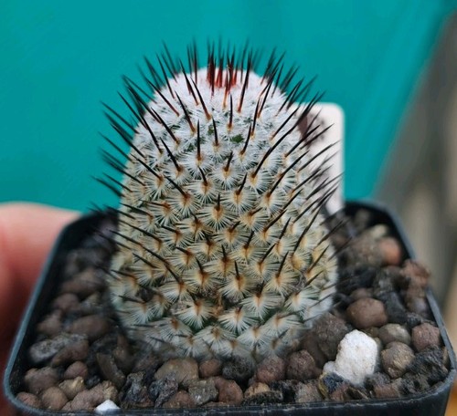 Mammillaria perezdelarosae - mammillaria, v