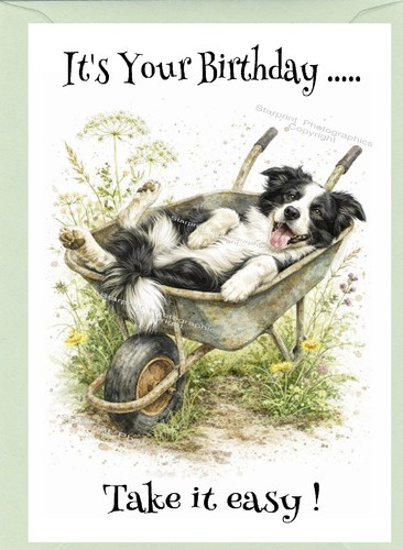 Border collie dog sheepdog - border,