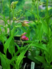 Epipactis Passionata Hardy