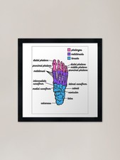 Foot Anatomy- Bone Framed Art