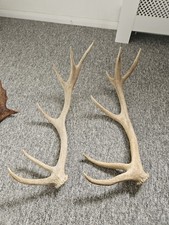 Genuine Red Deer Stag Antlers
