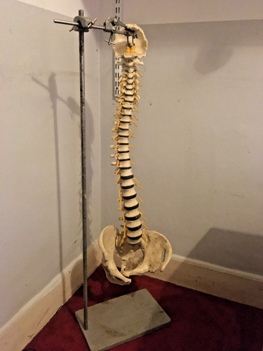 Adam rouilly vertebral - rouilly, column