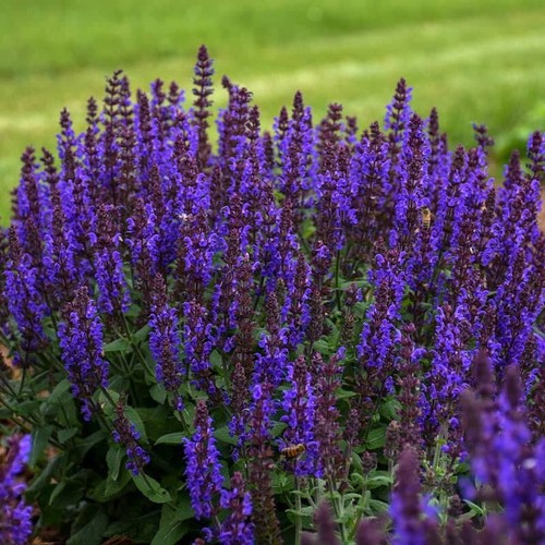 Bumbleblue salvia seeds - 50,