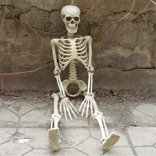 160cm life size skeleton - life,