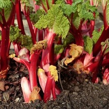 2 x Rhubarb Crowns Fulton's