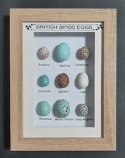 British Birds Eggs Collection
