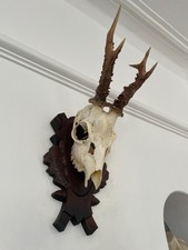 pointy Antlers on top half of
