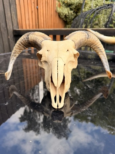 Real rams skull taxidermy with - real,