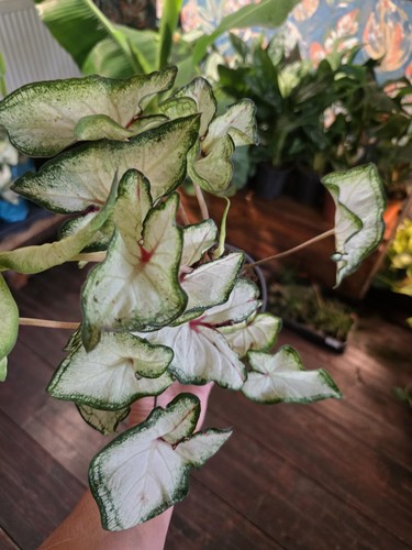 Caladium white queen - white,