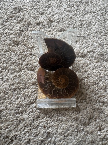 Ammonite fossil split - fossil,