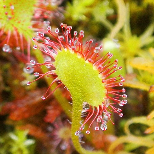 Drosera rotundifolia rare - rotundifolia,