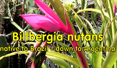 Bilbergia nutans a - bilbergia,