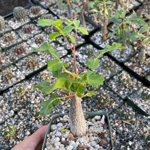 Bursera hindsiana copal - , cactus