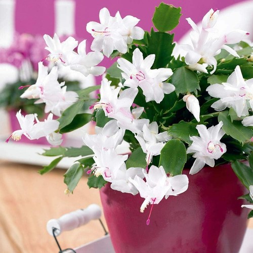 Christmas cactus white indoor - cactus,