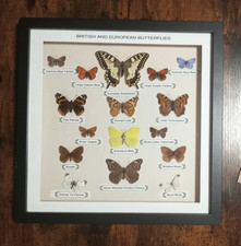 Framed Real British & European