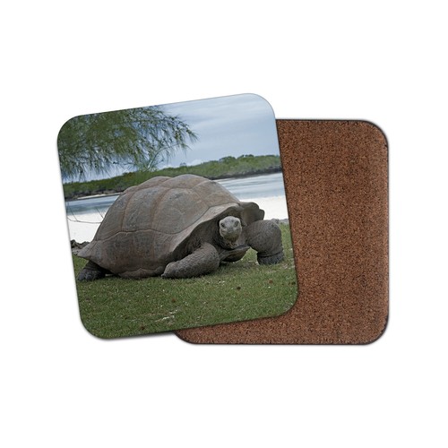 Aldabra giant tortoise - giant,