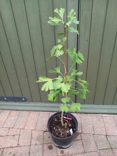 Young prehistoric ginkgo - prehistoric,