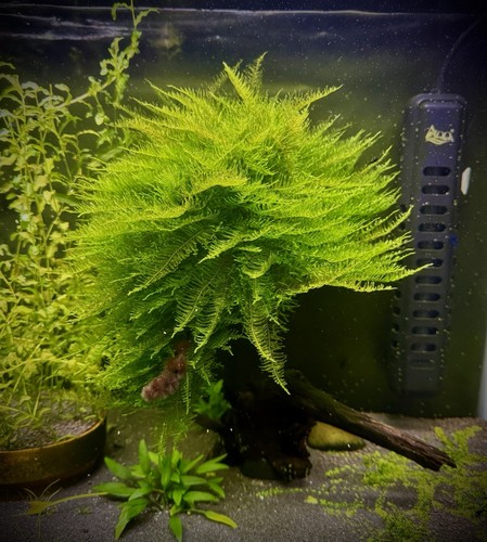 Live java moss handful portion - live,