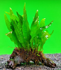 JAVA FERN ON approx 10cm WOOD bogwood, driftwood Live Aquarium Aquatic Plants