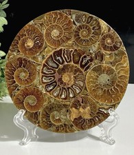 Beautiful Crystal Ammonite