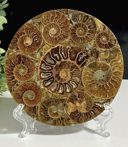 High quality crystal ammonite - high,