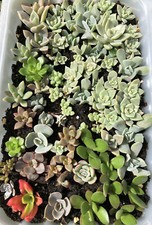 3x Assorted ROOTED Named Succulent Cuttings Bundle Random Selection House Plant