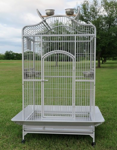 Large bird parrot - bird,
