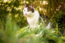 Fuji X Fit Helios 44M-4 Bokeh King 58mm F/2 Legendary Zeiss Derived Lens