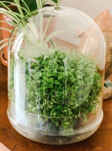 Medium glass terrarium - glass,
