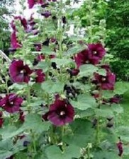 Burgundy Hollyhocks Alcea