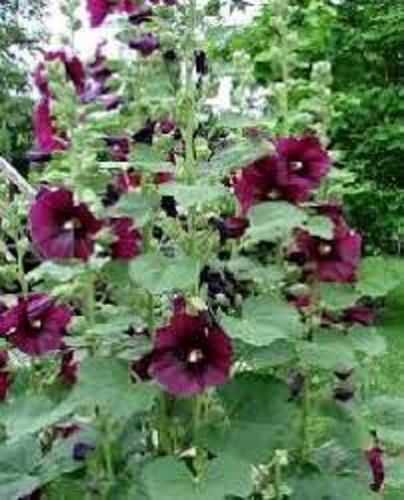 Burgundy hollyhocks alcea - burgundy,