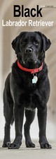 Black Labrador Retriever Slim