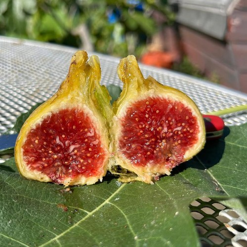Col dame gris fig tree - de,