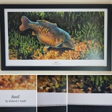 Carp Fishing Limited Edition Original Prints Of Iconic UK Carp , Three Stunning