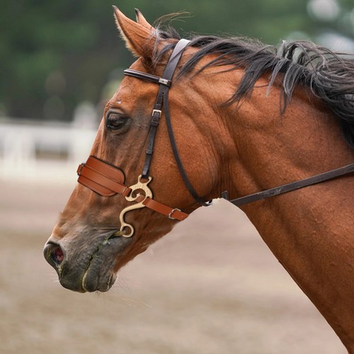 Horse hackamore bitless - horse,