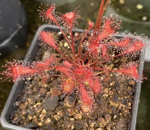 Drosera affinis sundew - -,