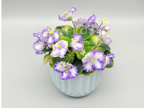 Indoor blooming plant african - blooming, plant|african
