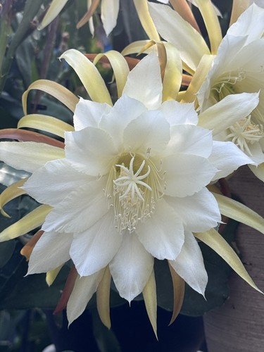 Epiphyllum orchid cactus - cactus, “