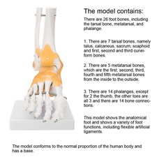 Adult Human Skeleton Ligament