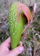 Sarracenia Ookefenokensis