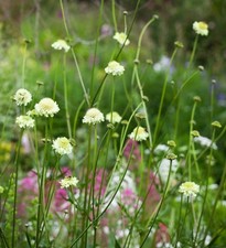 Giant Scabious seeds approx 20, perennial, free shipping