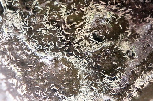 Live temperate springtails - temperate, on