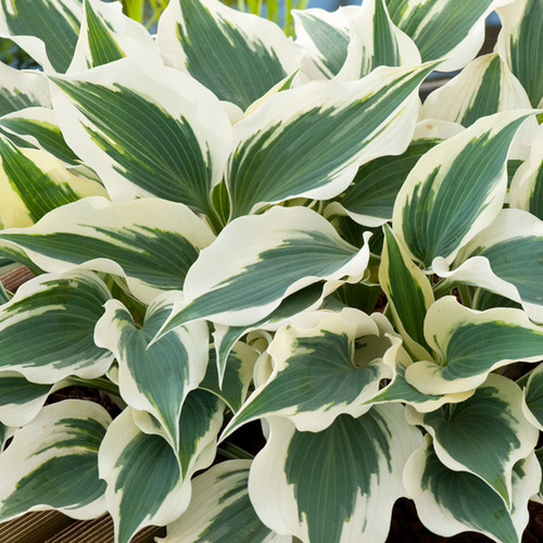 Hosta wide brim plantain lily - hosta,