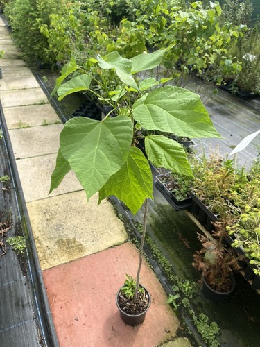 Indian bean tree - indian, catalpa