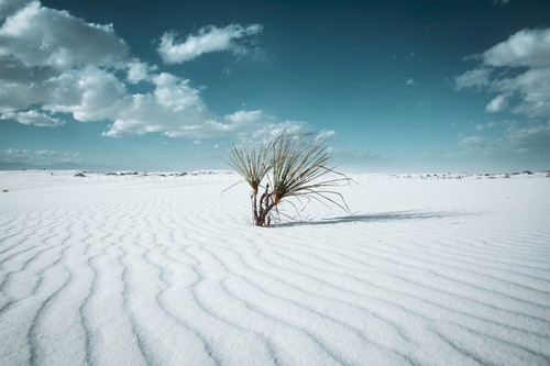 Yucca plant photography print - yucca,